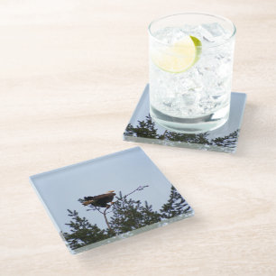 Bald Eagle Glass Coaster
