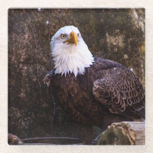 Bald Eagle Glass Coaster (Front)