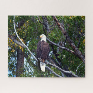 Bald Eagle Grand Teton National Park Wyoming. Jigsaw Puzzle