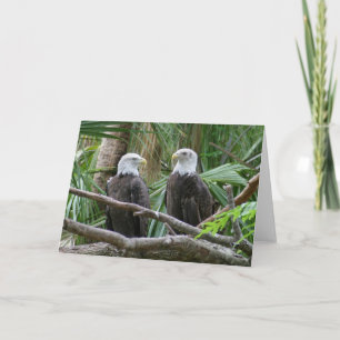 Bald Eagle Greeting Card
