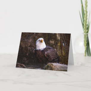 Bald Eagle Greeting Card