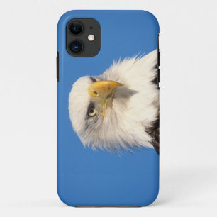 bald eagle, Haliaeetus leuccocephalus, 2 iPhone 11 Case