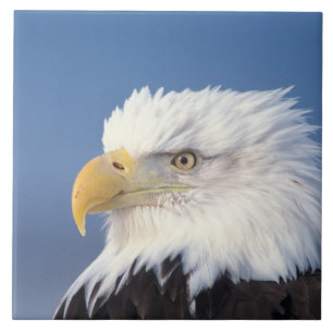bald eagle, Haliaeetus leuccocephalus, Ceramic Tile