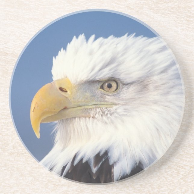 bald eagle, Haliaeetus leuccocephalus, Coaster (Front)