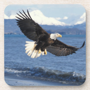 bald eagle, Haliaeetus leuccocephalus, in flight Coaster