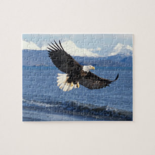 bald eagle, Haliaeetus leuccocephalus, in flight Jigsaw Puzzle