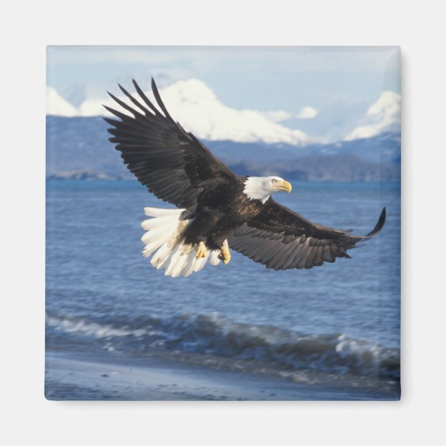 bald eagle, Haliaeetus leuccocephalus, in flight Magnet (Front)