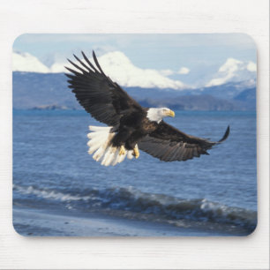 bald eagle, Haliaeetus leuccocephalus, in flight Mouse Pad