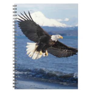 bald eagle, Haliaeetus leuccocephalus, in flight Notebook