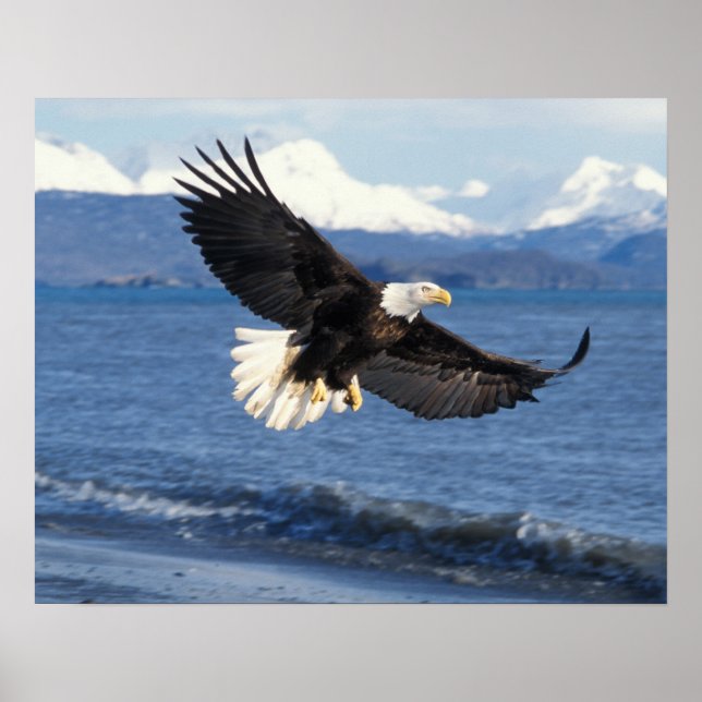 bald eagle, Haliaeetus leuccocephalus, in flight Poster (Front)
