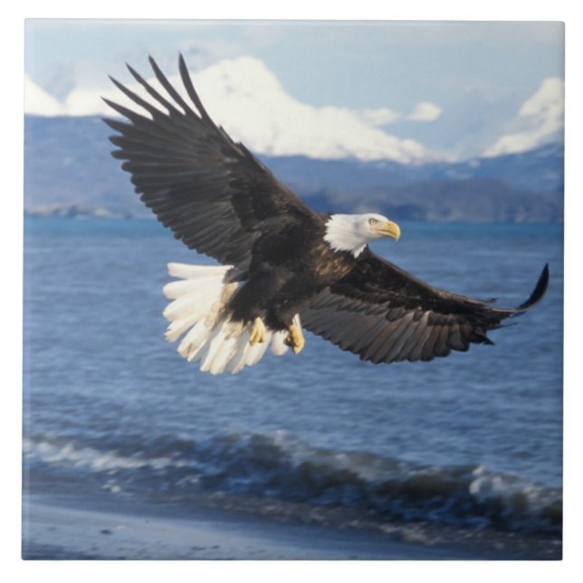 bald eagle, Haliaeetus leuccocephalus, in flight Tile (Front)