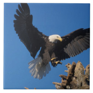 bald eagle, Haliaeetus leuccocephalus, landing Ceramic Tile