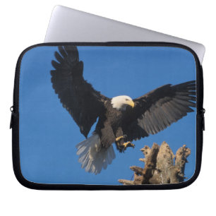 bald eagle, Haliaeetus leuccocephalus, landing Laptop Sleeve