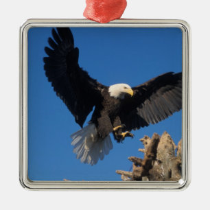 bald eagle, Haliaeetus leuccocephalus, landing Metal Ornament