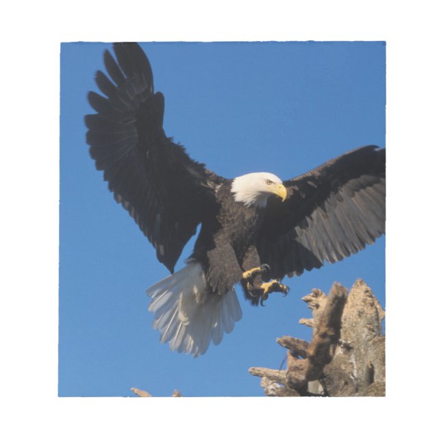bald eagle, Haliaeetus leuccocephalus, landing Notepad (Front)