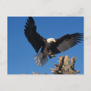bald eagle, Haliaeetus leuccocephalus, landing Postcard