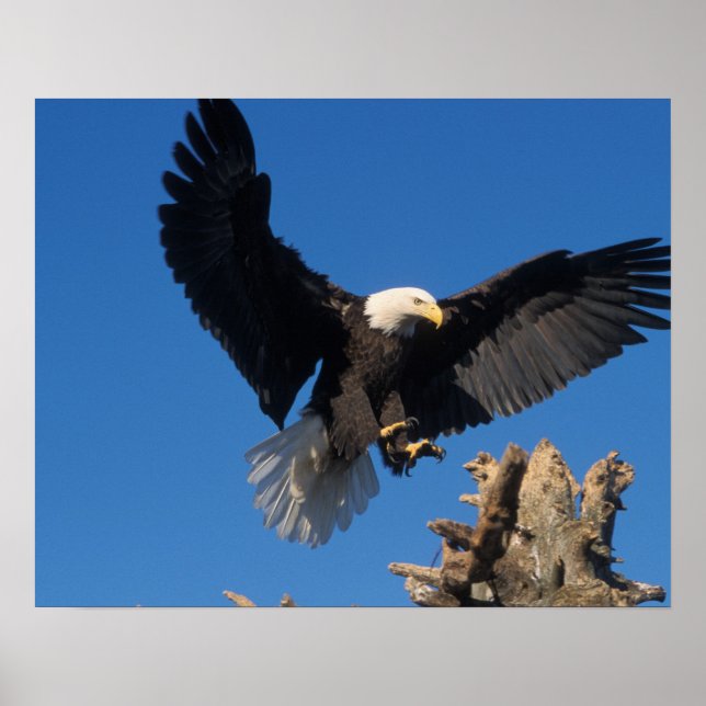 bald eagle, Haliaeetus leuccocephalus, landing Poster (Front)