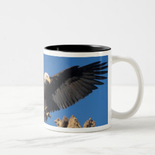 bald eagle, Haliaeetus leuccocephalus, landing Two-Tone Coffee Mug