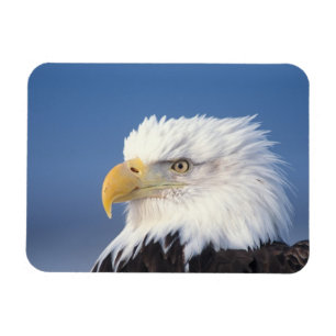 bald eagle, Haliaeetus leuccocephalus, Magnet