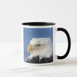 bald eagle, Haliaeetus leuccocephalus, Mug