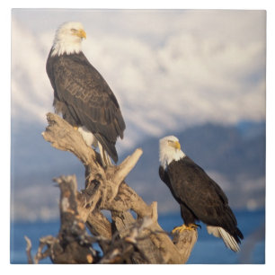 bald eagle, Haliaeetus leuccocephalus, pair Ceramic Tile