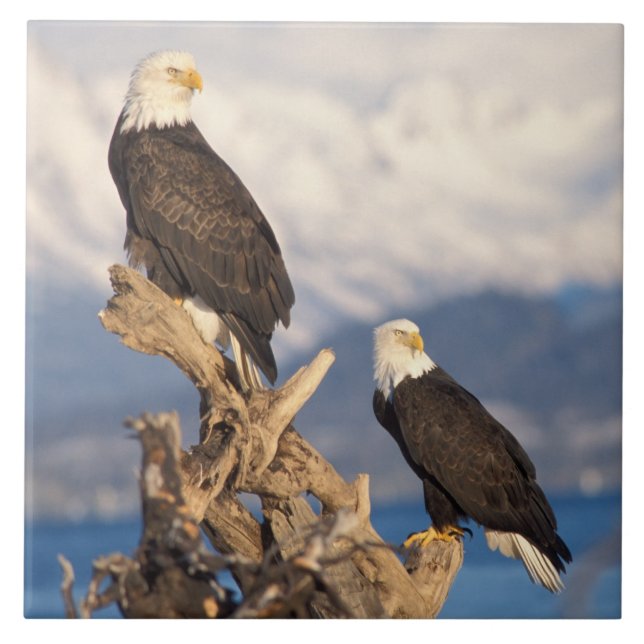 bald eagle, Haliaeetus leuccocephalus, pair Ceramic Tile (Front)
