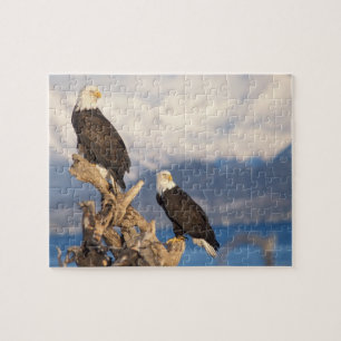 bald eagle, Haliaeetus leuccocephalus, pair Jigsaw Puzzle