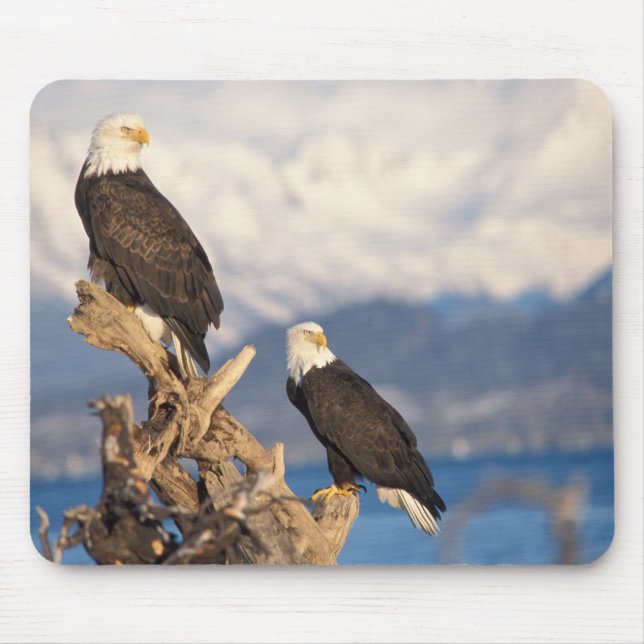 bald eagle, Haliaeetus leuccocephalus, pair Mouse Pad (Front)