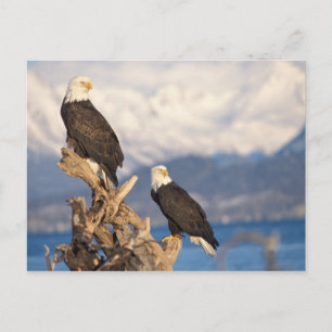 bald eagle, Haliaeetus leuccocephalus, pair Postcard