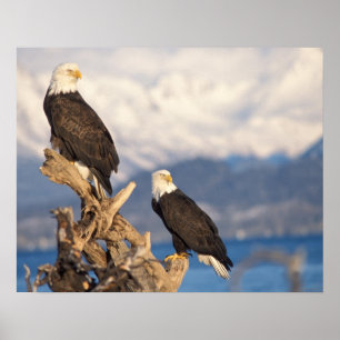 bald eagle, Haliaeetus leuccocephalus, pair Poster