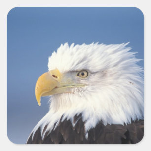 bald eagle, Haliaeetus leuccocephalus, Square Sticker