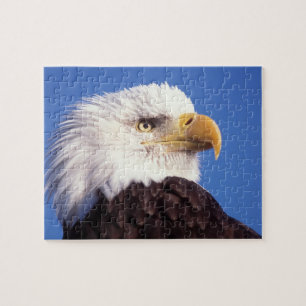 bald eagle, Haliaeetus leucocephalus, close up, 3 Jigsaw Puzzle