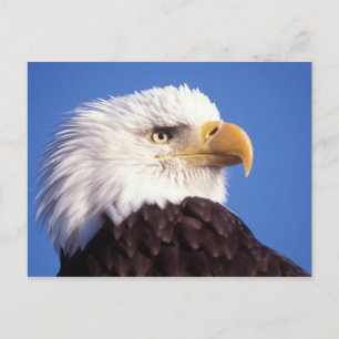 bald eagle, Haliaeetus leucocephalus, close up, 3 Postcard