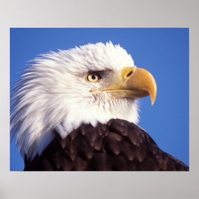 bald eagle, Haliaeetus leucocephalus, close up, 3 Poster (Front)