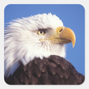bald eagle, Haliaeetus leucocephalus, close up, 3 Square Sticker