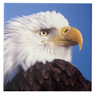 bald eagle, Haliaeetus leucocephalus, close up, 3 Tile