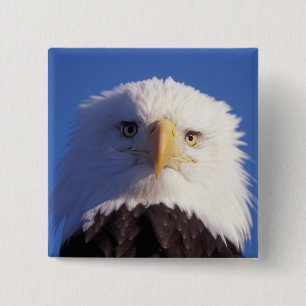 bald eagle, Haliaeetus leucocephalus, head shot, 15 Cm Square Badge