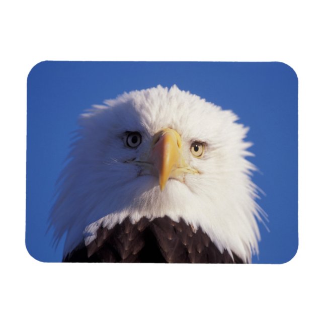 bald eagle, Haliaeetus leucocephalus, head shot, Magnet (Horizontal)