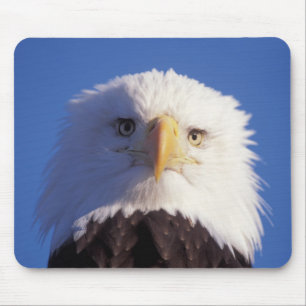 bald eagle, Haliaeetus leucocephalus, head shot, Mouse Pad