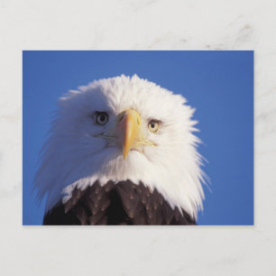 bald eagle, Haliaeetus leucocephalus, head shot, Postcard
