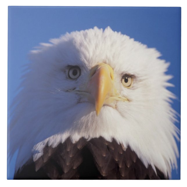 bald eagle, Haliaeetus leucocephalus, head shot, Tile (Front)