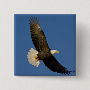 Bald Eagle, Haliaeetus leucocephalus, Homer, 15 Cm Square Badge