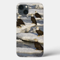 Bald Eagle, Haliaeetus leucocephalus, Homer, 2