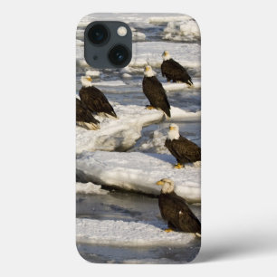 Bald Eagle, Haliaeetus leucocephalus, Homer, 2 iPhone 13 Case
