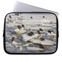 Bald Eagle, Haliaeetus leucocephalus, Homer, 2