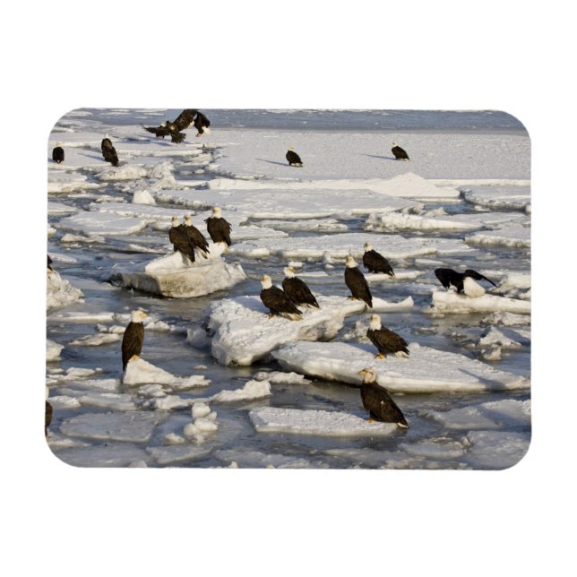 Bald Eagle, Haliaeetus leucocephalus, Homer, 2 Magnet (Horizontal)