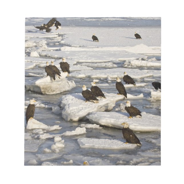 Bald Eagle, Haliaeetus leucocephalus, Homer, 2 Notepad (Front)