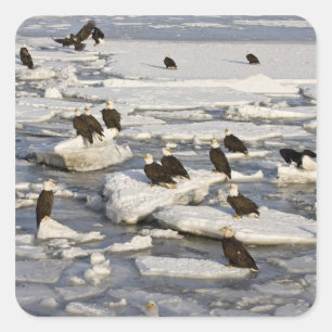 Bald Eagle, Haliaeetus leucocephalus, Homer, 2 Square Sticker