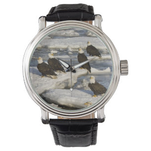 Bald Eagle, Haliaeetus leucocephalus, Homer, 2 Watch