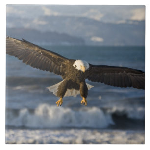 Bald Eagle, Haliaeetus leucocephalus, Homer, 3 Ceramic Tile